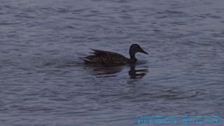 Canard colvert
